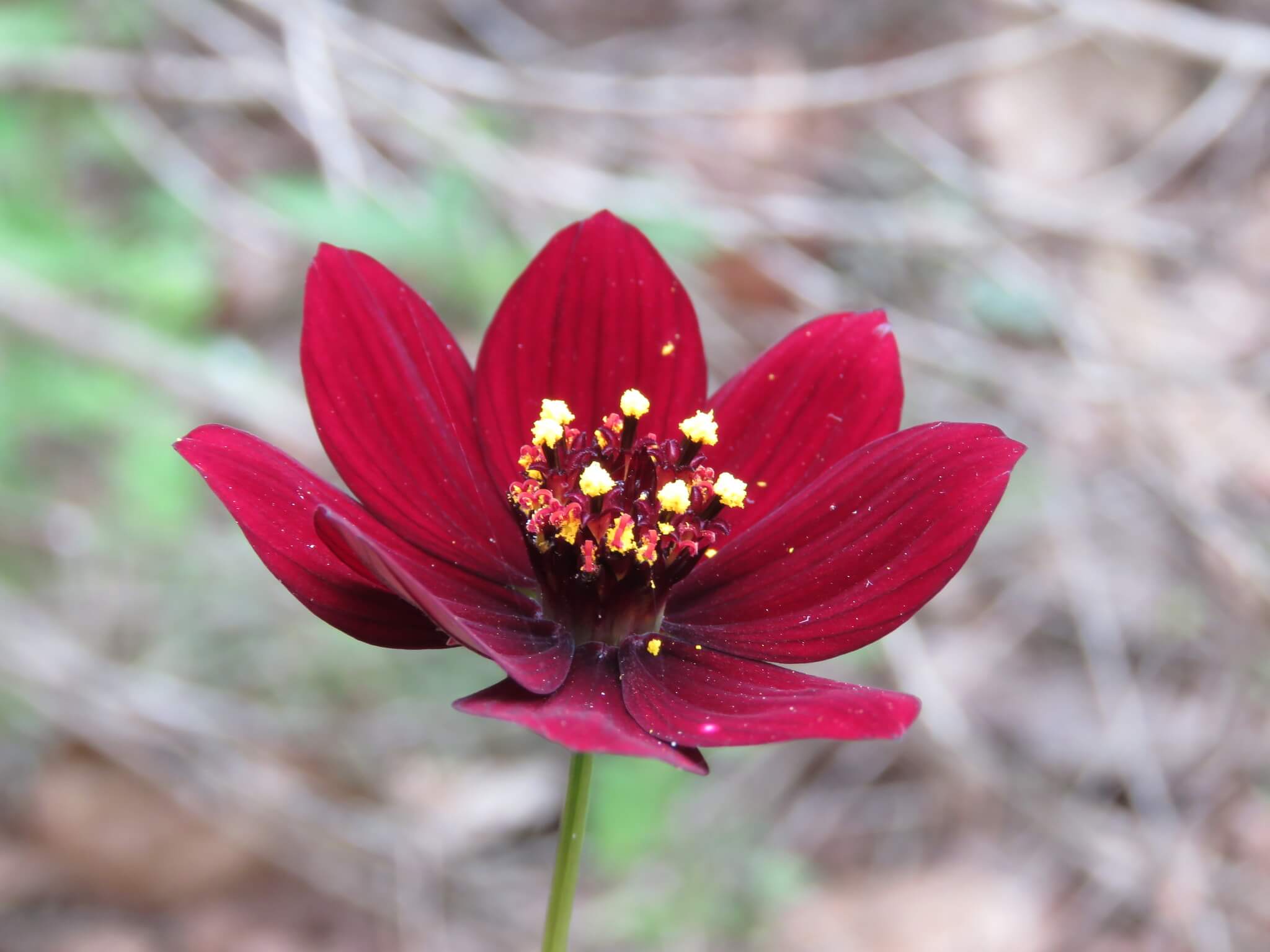Cosmos atrosanguineus